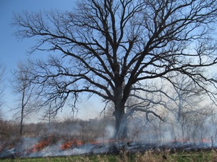 This is a photo of an oak tree with fire burning around the base and smoke lifting into the blue sky.
