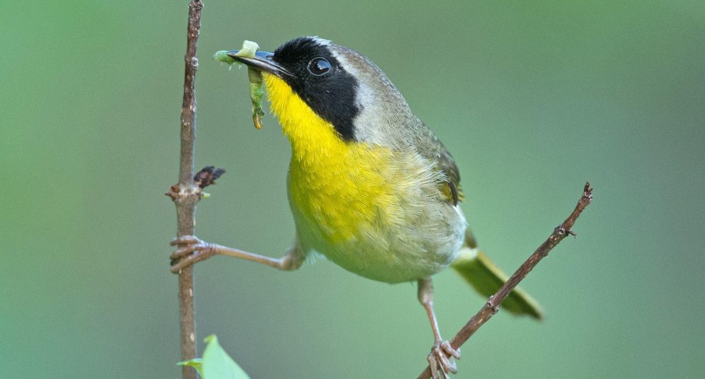 Building Better Birders: Warblers